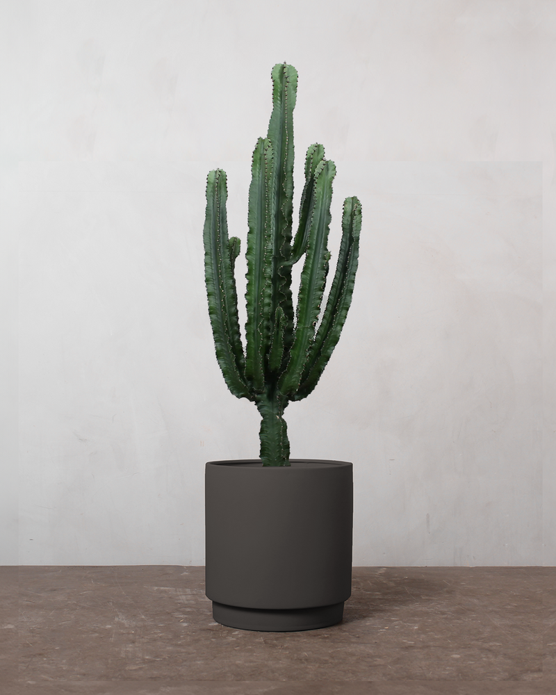 Euphorbia Eritrea - 60-80 cm