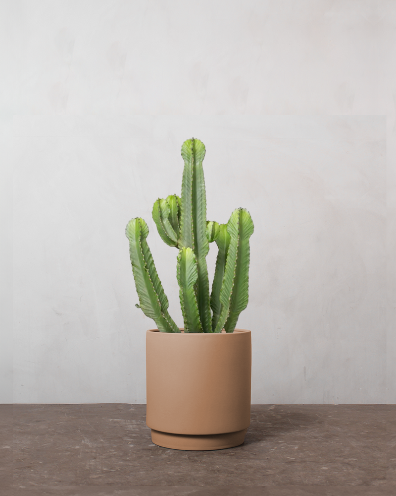 Euphorbia Ingens - 70-90 cm