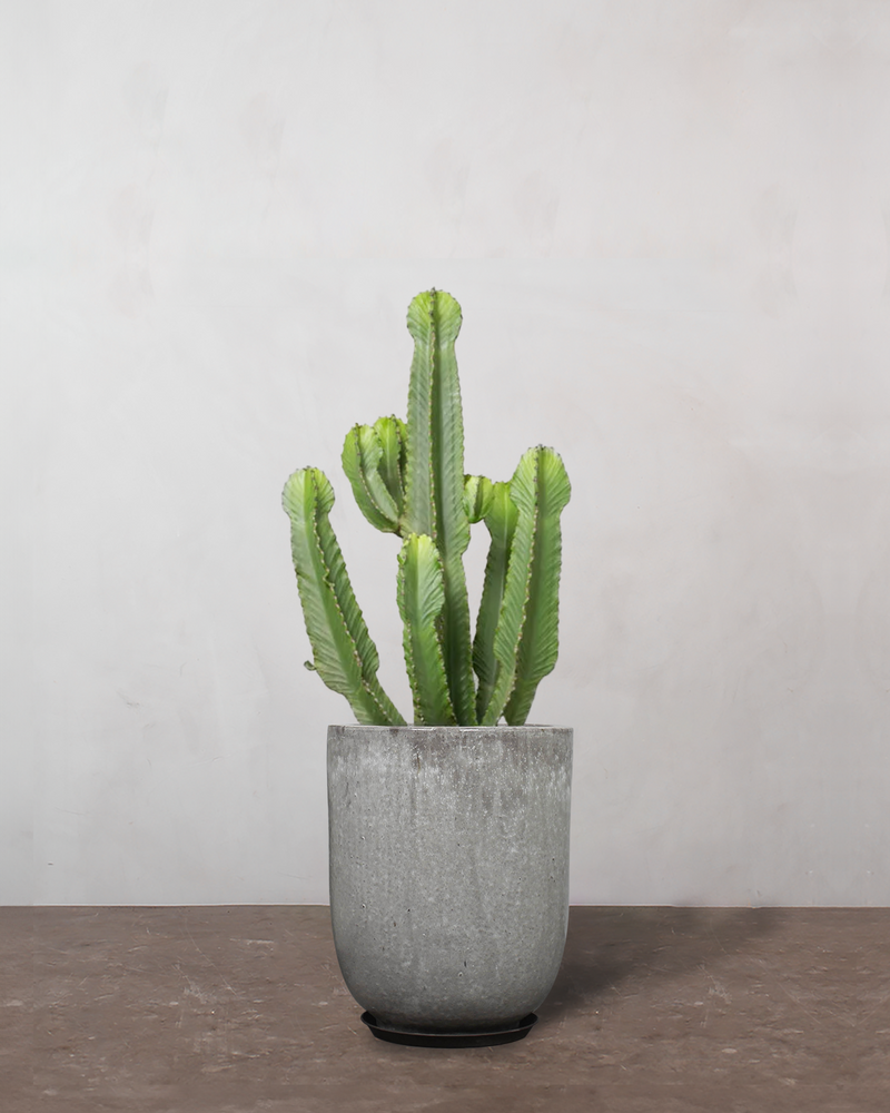 Euphorbia Ingens - 70-90 cm