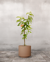 Ferskentræ, Prunus Persica 'Melred' - 110-130 cm