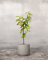 Ferskentræ, Prunus Persica 'Melred' - 110-130 cm