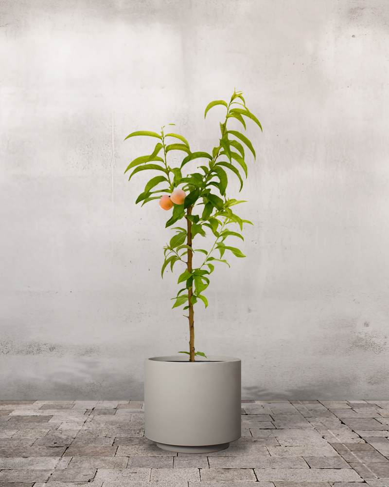 Ferskentræ, Prunus Persica 'Melred' - 110-130 cm