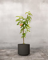 Ferskentræ, Prunus Persica 'Melred' - 110-130 cm
