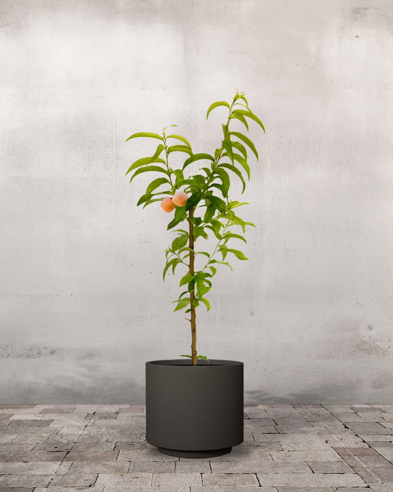 Ferskentræ, Prunus Persica 'Melred' - 110-130 cm
