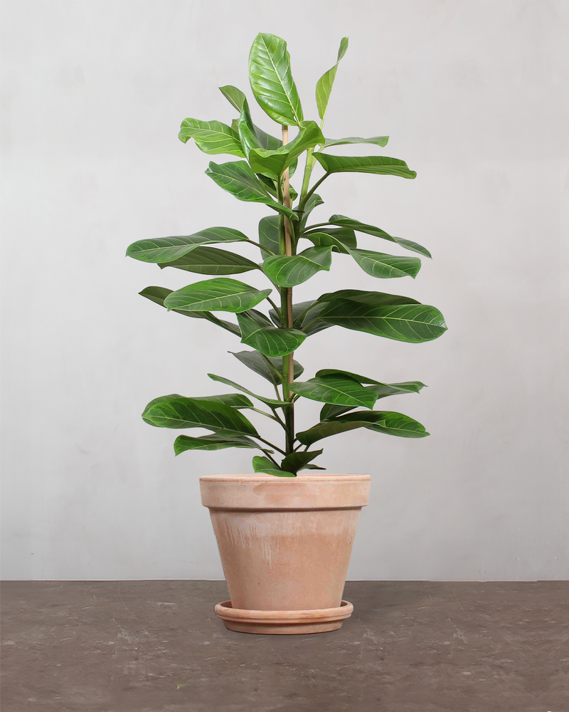 Ficus altissima - 90-110 cm