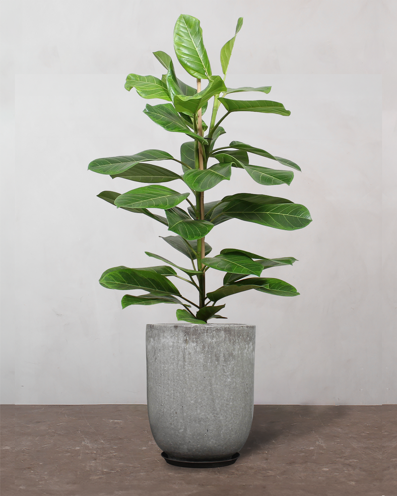 Ficus altissima - 90-110 cm