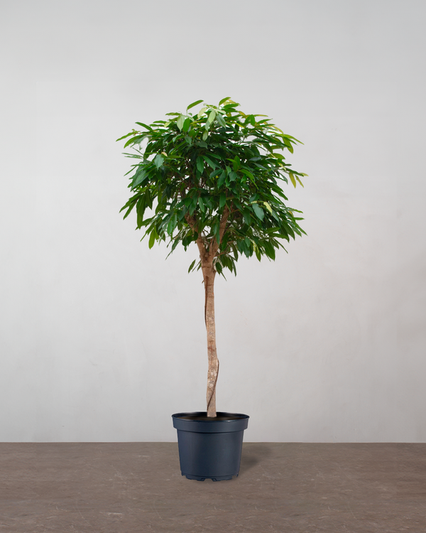 Ficus Amstel King - 170-190 cm