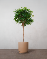 Ficus Amstel King - 170-190 cm