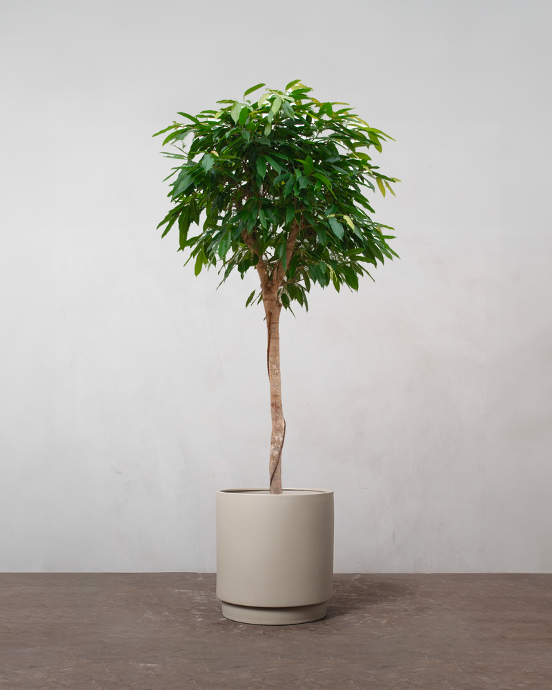 Ficus Amstel King - 170-190 cm