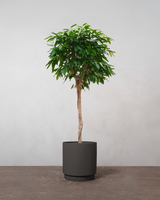 Ficus Amstel King - 170-190 cm