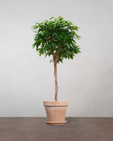 Ficus Amstel King - 170-190 cm