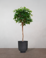 Ficus Amstel King - 170-190 cm