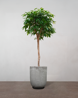 Ficus Amstel King - 170-190 cm