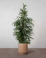 Busket Ficus Amstel King - 180-200 cm