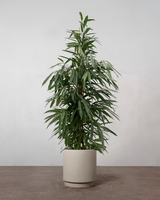 Busket Ficus Amstel King - 180-200 cm