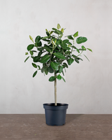 Ficus Audrey - 190-210 cm