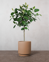 type=Simple Pot Clay/color=Pale Terracotta