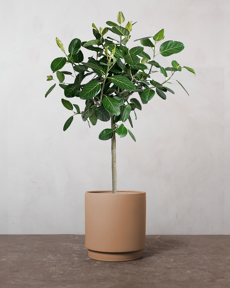 Ficus Audrey - 190-210 cm
