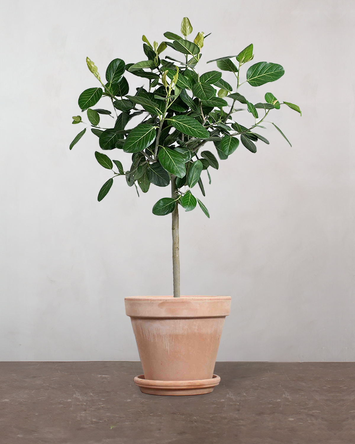 ficus audrey opstammet Opstammet Ficus Audrey