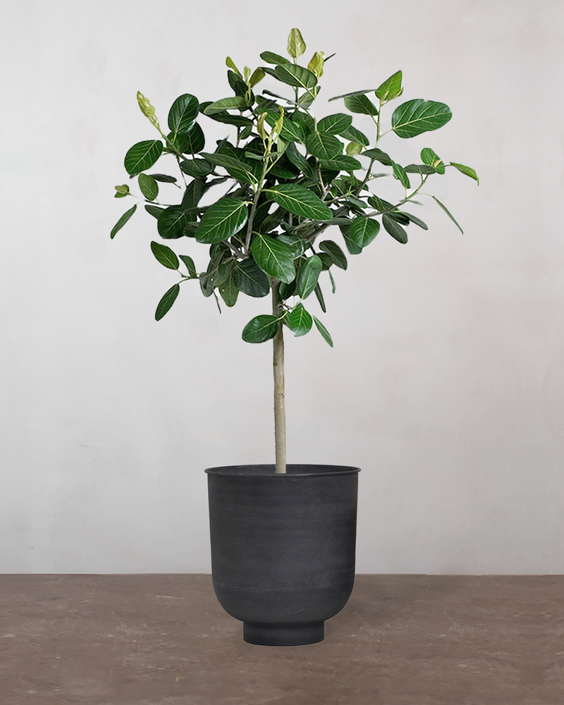 Ficus Audrey - 190-210 cm