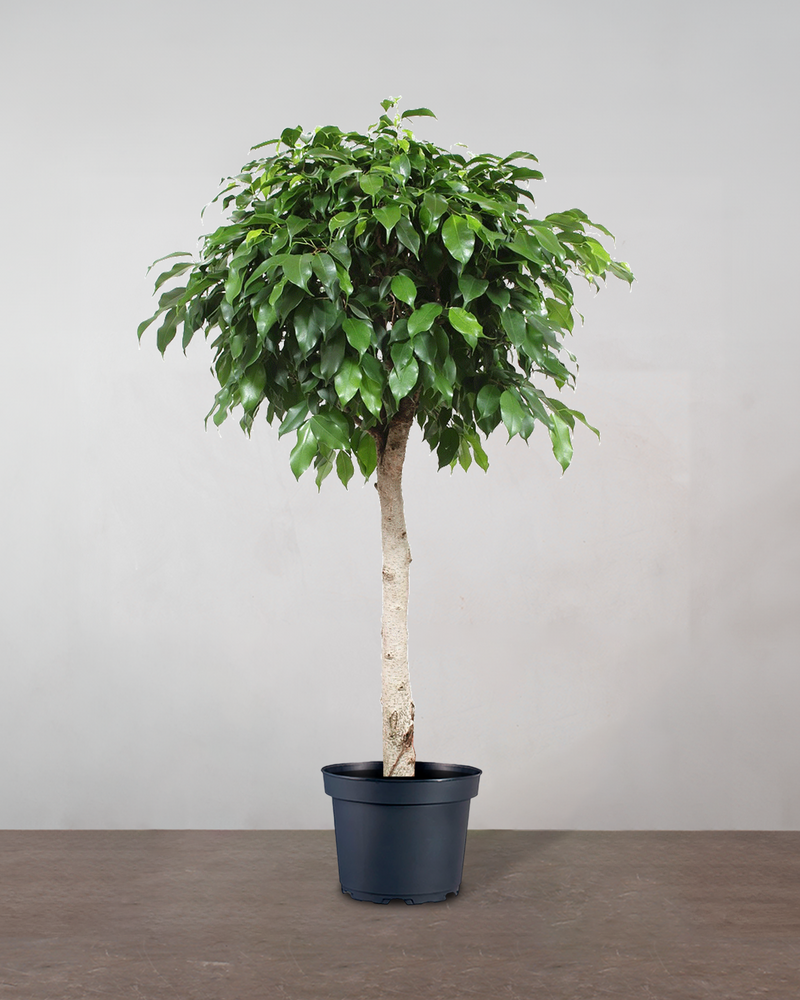 Ficus Benjamina - 300-320 cm