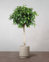 Ficus Benjamina - 300-320 cm