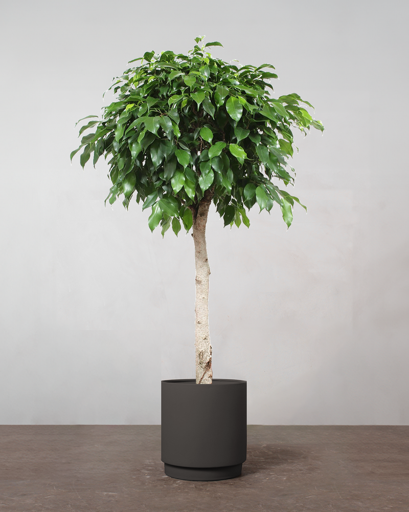 Ficus Benjamina - 300-320 cm