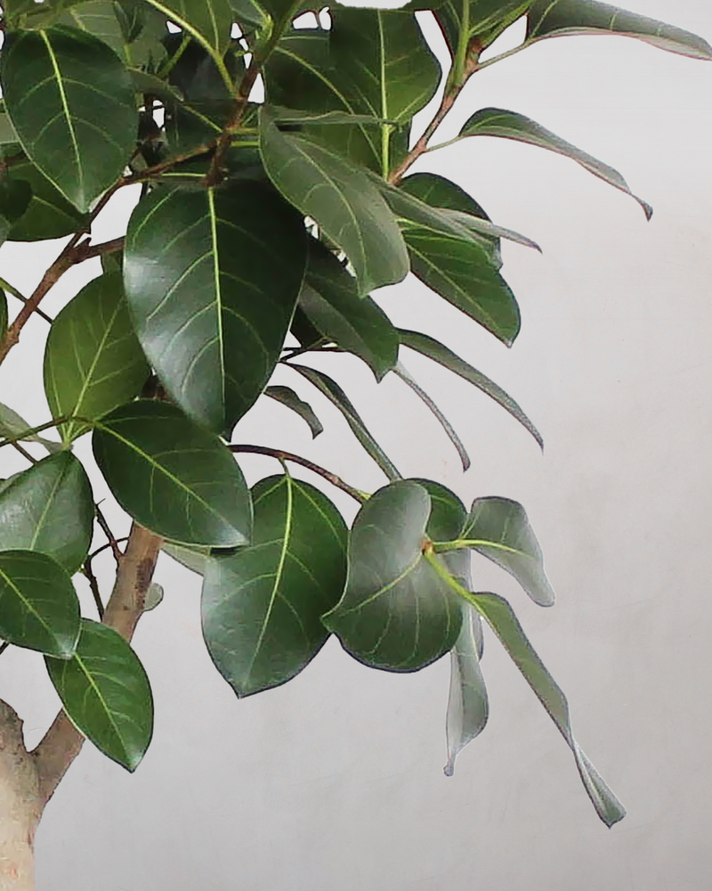 ficus audrey opstammet Opstammet Ficus Audrey