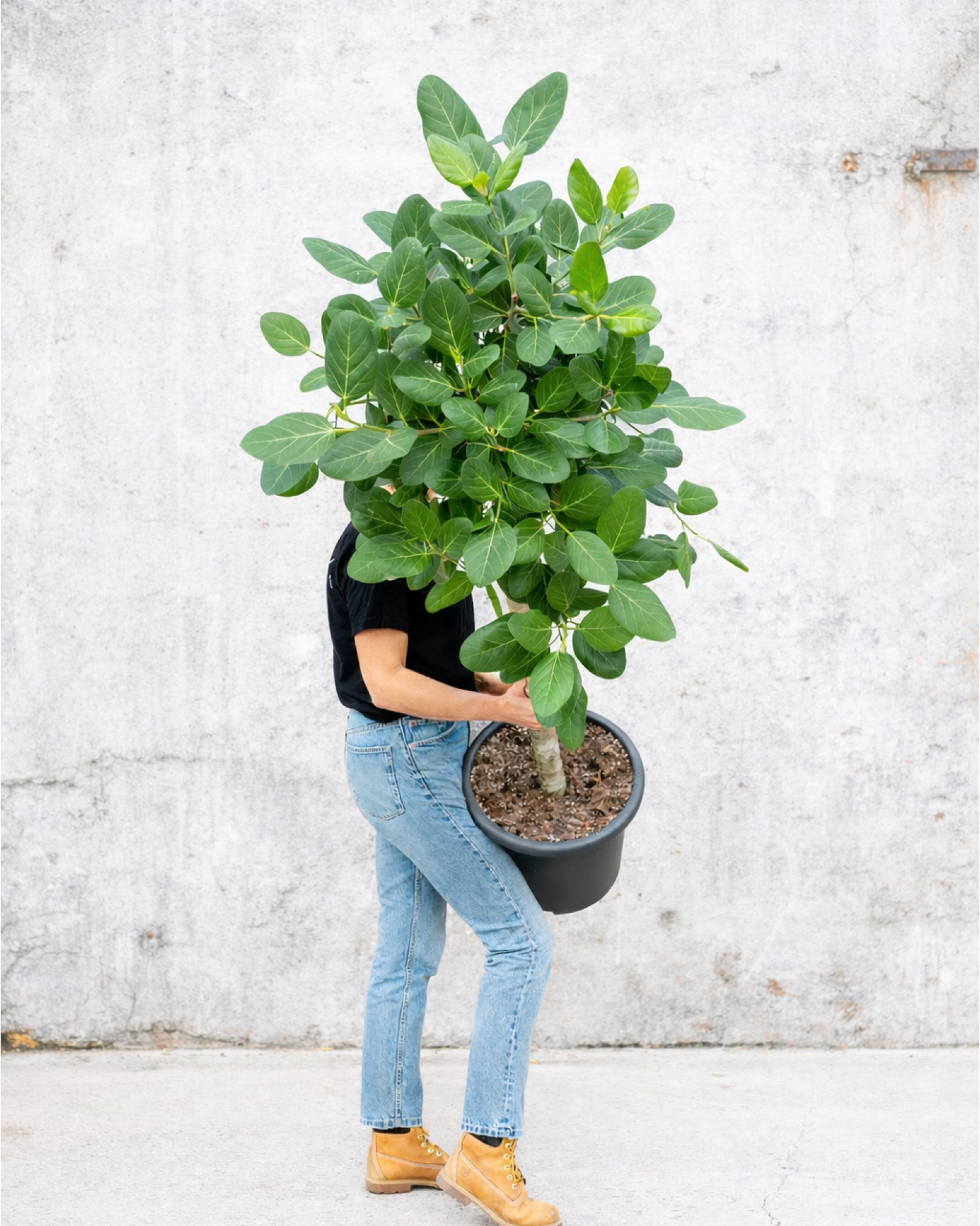 ficus audrey opstammet Opstammet Ficus Audrey