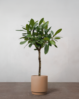 Ficus Cyathistipula - 140-160 cm