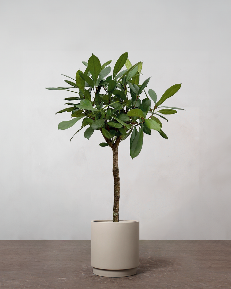 Ficus Cyathistipula - 140-160 cm