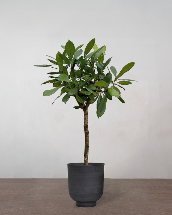 Ficus Cyathistipula - 140-160 cm