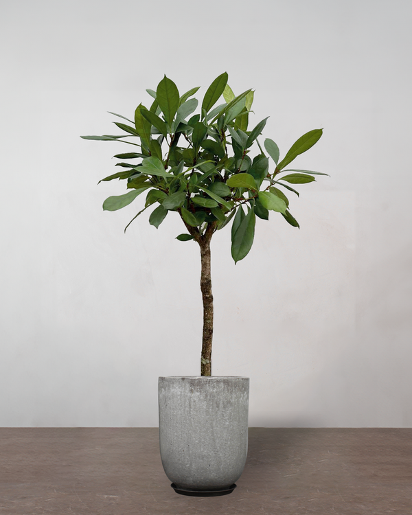 Ficus Cyathistipula - 140-160 cm