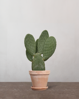 type=Terracotta krukke/color=Terracotta