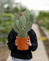 Figenkaktus, Opuntia Ficus Indica - 50-70 cm