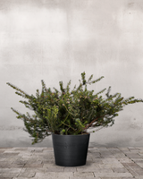 type=Greenify Udendørskrukke/color=Sort