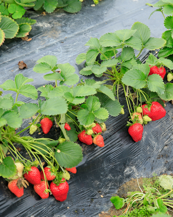 Immerbær, Fragaria vesca 'Rügen' - 10-20 cm
