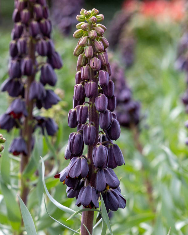 Frittilaria Persica  - 1 stk blomsterløg