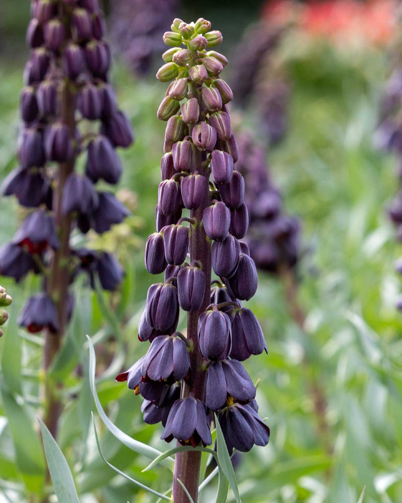 Frittilaria Persica  - 1 stk blomsterløg
