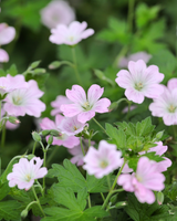 Storkenæb, Geranium Hybrid 'Dreamland' -  Potte Ø12 cm