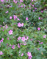 Geranium Oxonainum 'Rose Clair' Storkenæb - 12 cm potte