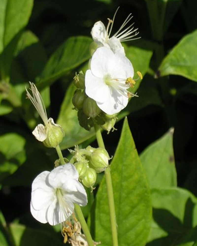Storkenæb, Geranium Macrorrhizum ‘White Ness’