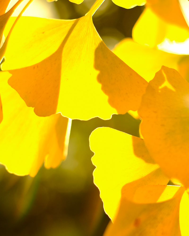 Tempeltræ, Ginkgo biloba 'David' - 60-80 cm