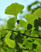 Tempeltræ, Ginkgo biloba 'David' - 60-80 cm