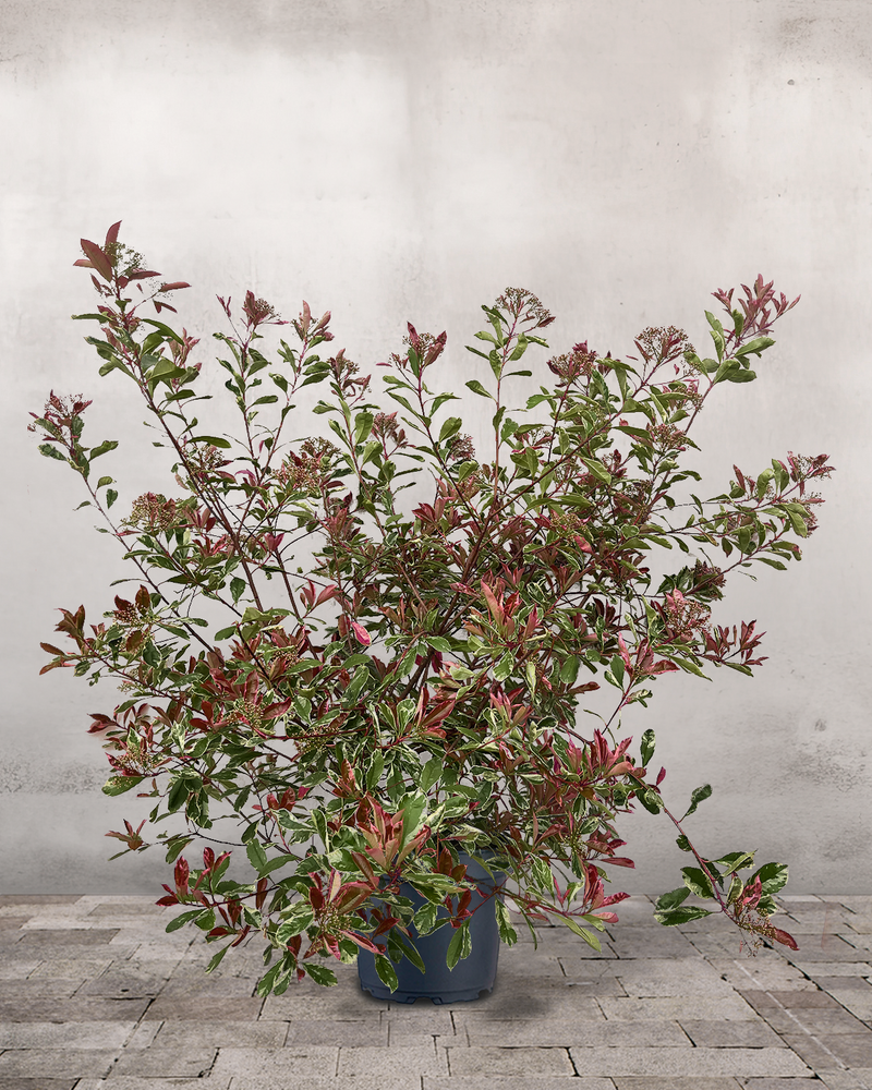 Glansmispel Photinia Fraseri 'Pink Marble' - 140-160 cm