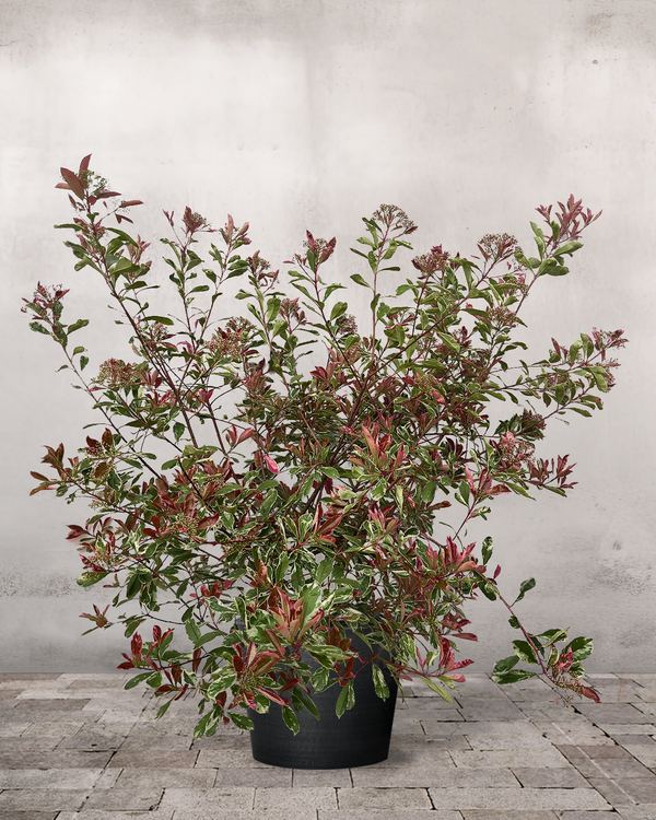 Glansmispel Photinia Fraseri 'Pink Marble' - 140-160 cm