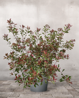 Glansmispel Photinia Fraseri 'Pink Marble' - 140-160 cm