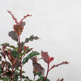 Glansmispel, Photinia fraseri 'Magic Volcano' - 50-70 cm