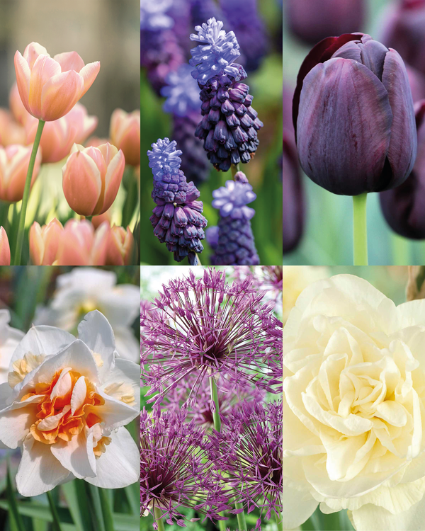 Greenify Favorit Blomsterløg Mix - 51 stk