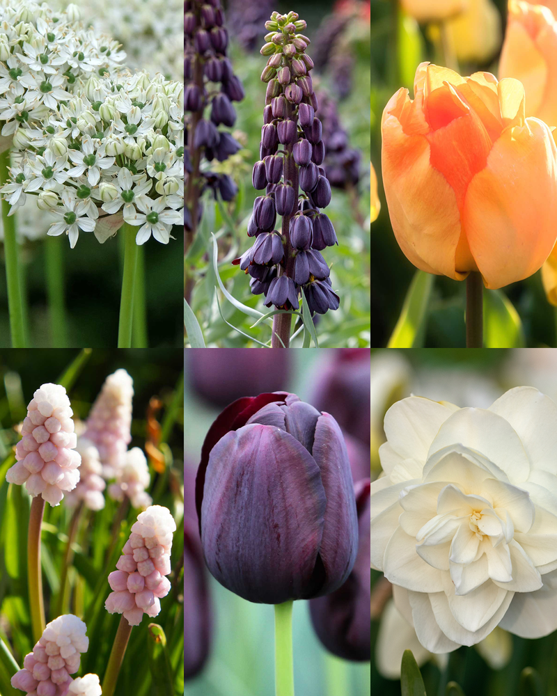 Greenify Luksus Blomsterløg Mix - 34 stk